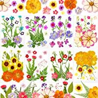 8 Juegos Flores Secas Flores Prensadas Naturales para DIY Velas Joyería de Resina Uñas Colgantes Manualidades Adornos…